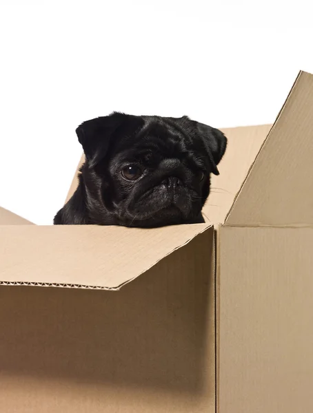 Hund im Karton — Stockfoto