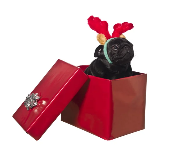 Dog in a gift box with reindeer antlers — Stock Photo, Image