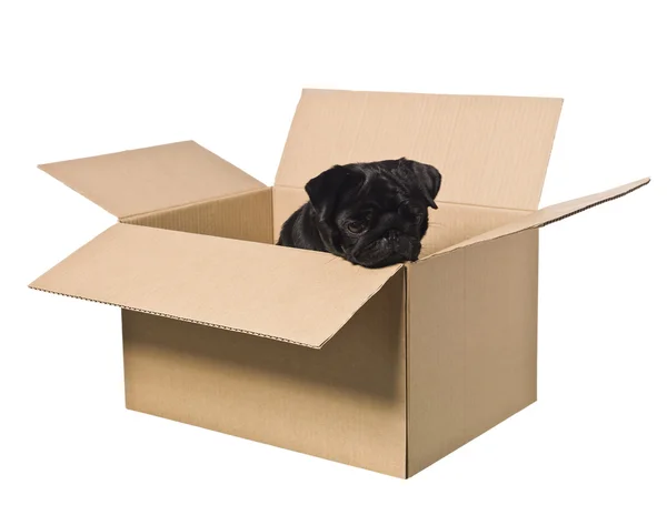 Dog in a box — Stock Photo, Image