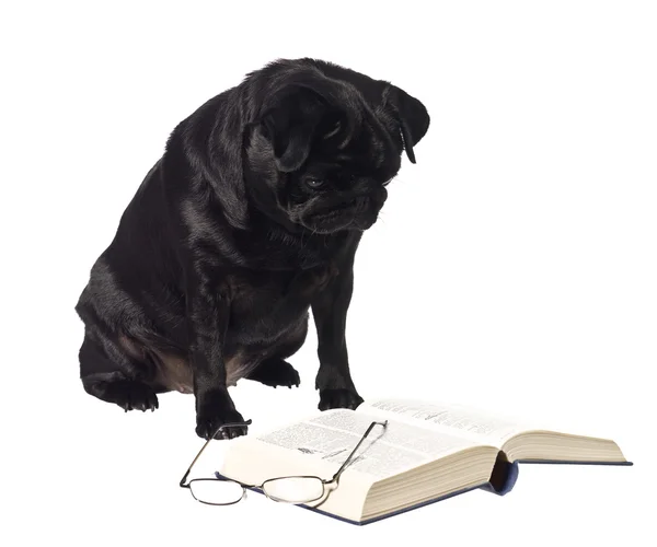 Hond lezen van een boek — Stockfoto