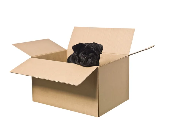 Cão em uma caixa — Fotografia de Stock