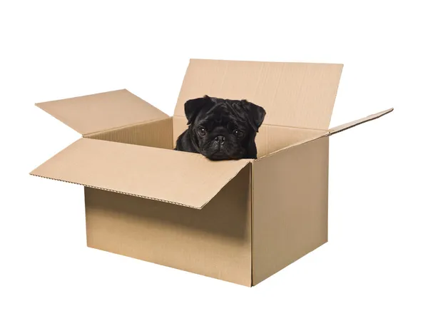 Собака в коробке — стоковое фото