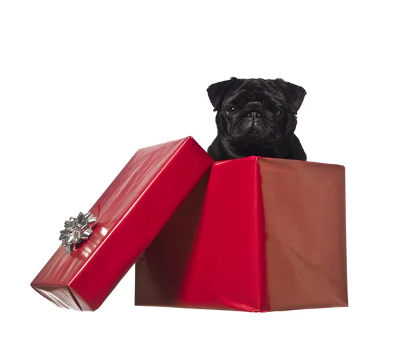Perro en una caja de regalo —  Fotos de Stock