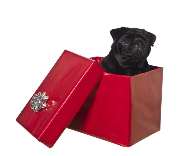 Hond in een geschenkdoos — Stockfoto