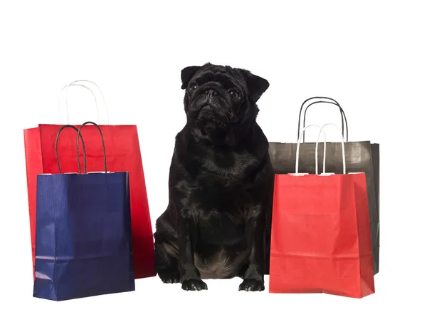 Siyah köpek ile alışveriş torbaları — Stok fotoğraf