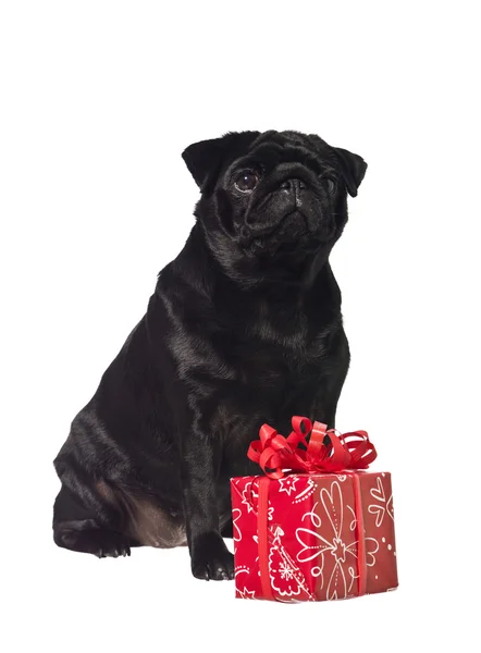 Zwarte hond met een cadeau — Stockfoto