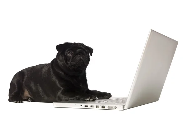 Чорний собака за комп'ютером — стокове фото