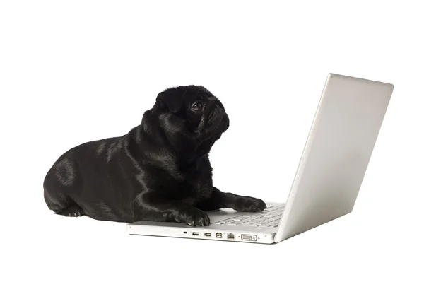 Черная собака за компьютером — стоковое фото