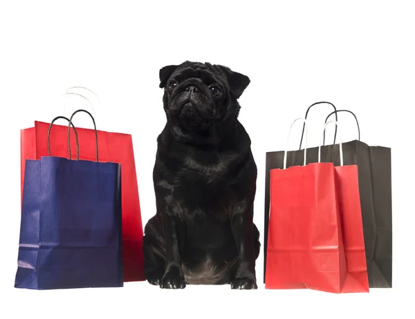Cão preto com sacos de compras — Fotografia de Stock