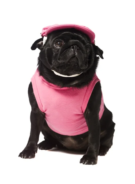 Pes oblečená v růžovém — Stock fotografie
