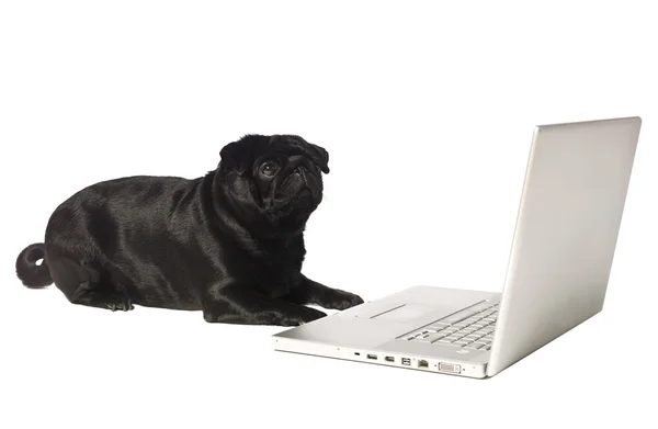 Μαύρο σκυλί στον υπολογιστή — Φωτογραφία Αρχείου