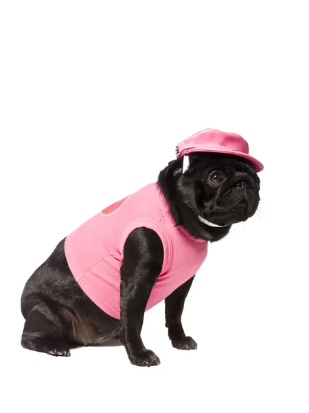 Hond gekleed in roze — Stockfoto