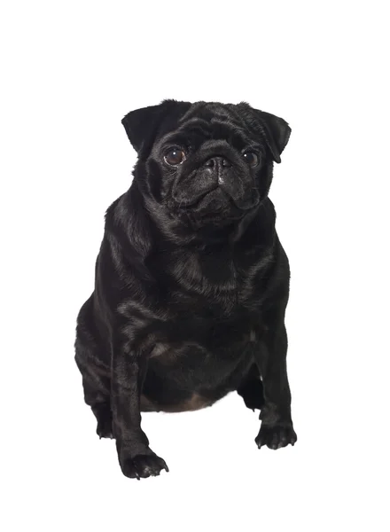Retrato de um cão preto — Fotografia de Stock
