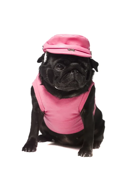 Hond gekleed in roze — Stockfoto
