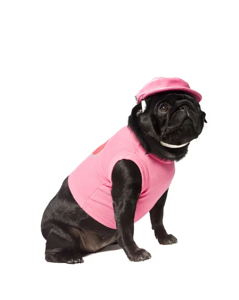 Hund in rosa gekleidet — Stockfoto