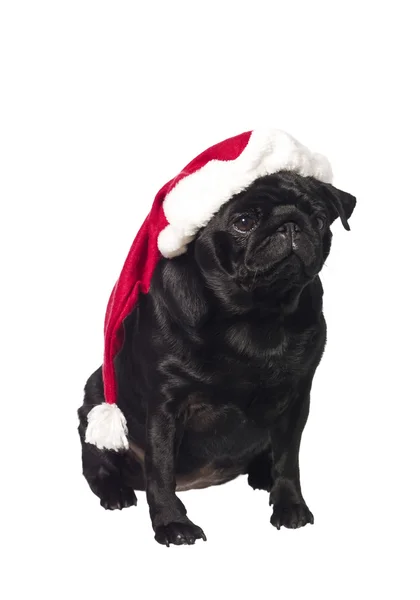 Schwarzer Mops mit Weihnachtsmütze — Stockfoto