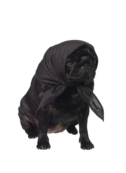 Pug met een sjaal op het hoofd — Stockfoto