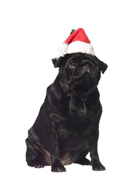 Zwarte pug met een kerstmuts — Stockfoto