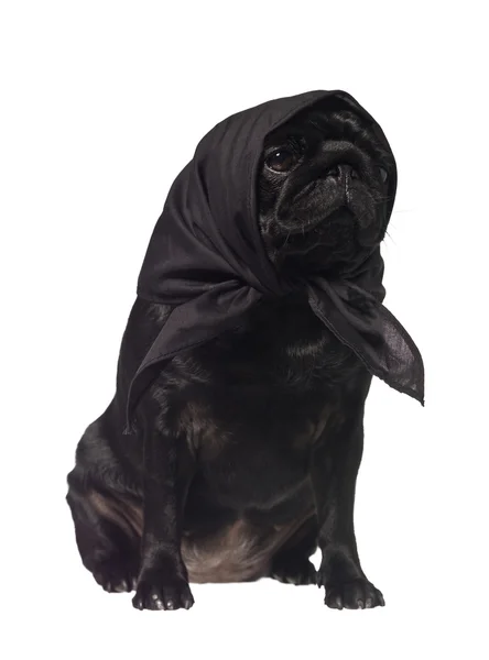 Pug con una bufanda en la cabeza —  Fotos de Stock