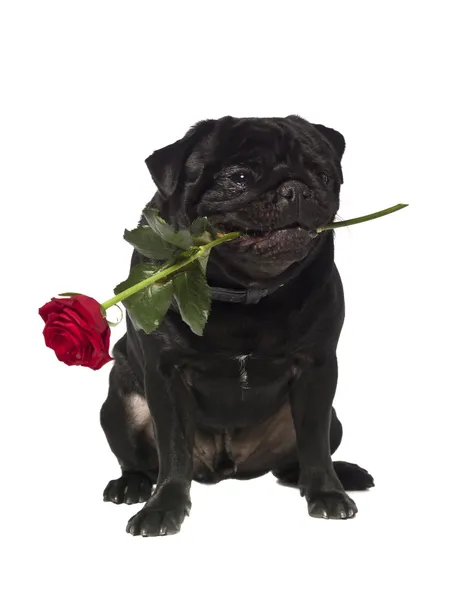 Negro pug con una rosa en la boca — Stockfoto