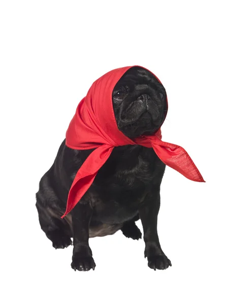 Pug with a scarf on the head — Stock Photo, Image