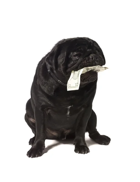 Чорний мопс з доларовими купюрами в роті — стокове фото