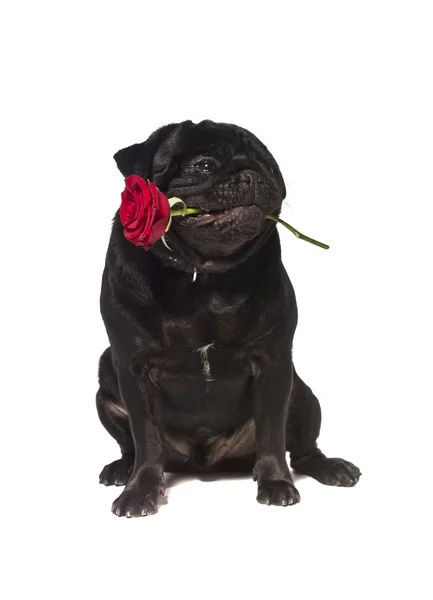Carlino nero con una rosa in bocca — Foto Stock