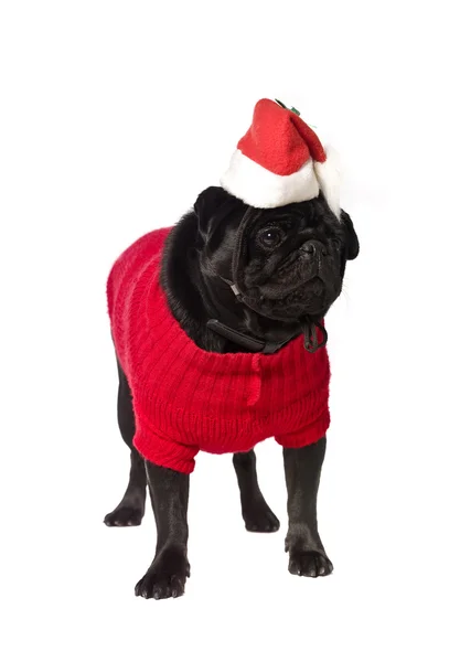 Pug negro con un vestido de navidad — Foto de Stock