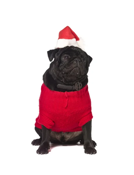 Zwarte pug met een kerst jurk — Stockfoto