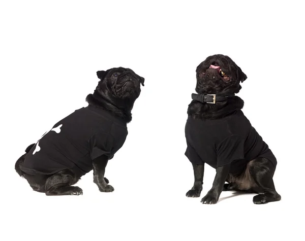 Dva psy s oblečením — Stock fotografie