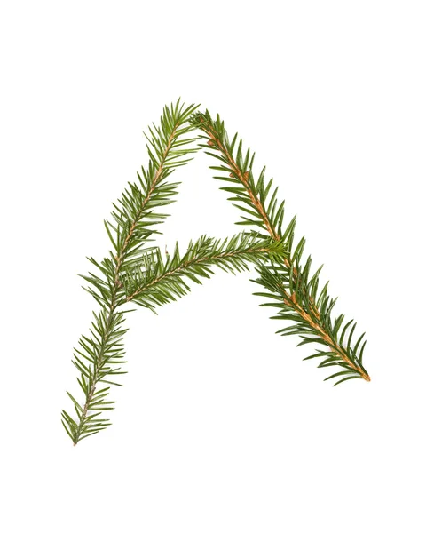 Spruce twigs 'A' — 图库照片
