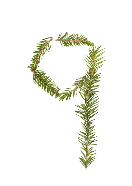 Spruce twigs '9' — 图库照片