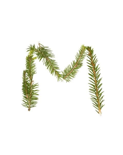 Spruce twigs 'M' — 图库照片