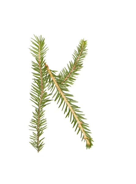 Spruce twigs 'K' — 图库照片