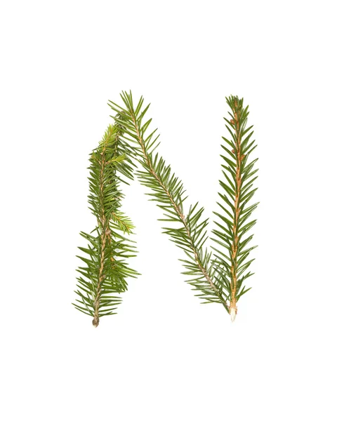 Spruce twigs 'N' — 图库照片