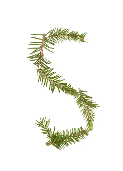 Spruce twigs 'S' — Stockfoto