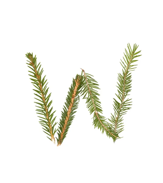 Spruce twigs 'W' — Stock Photo, Image