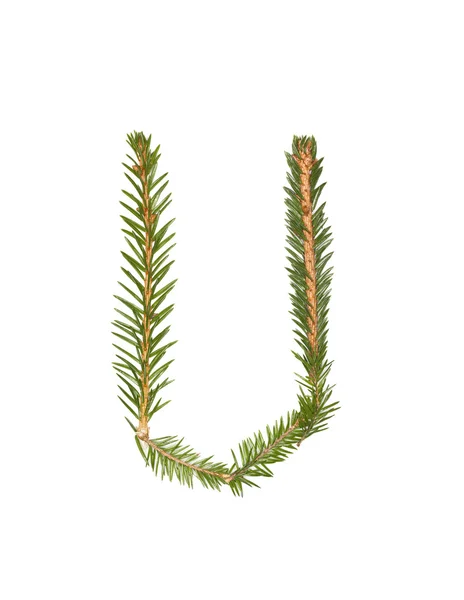 Spruce twigs 'U' — Stok fotoğraf