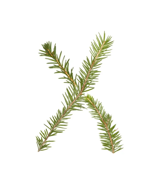 Spruce twigs 'X' — 图库照片