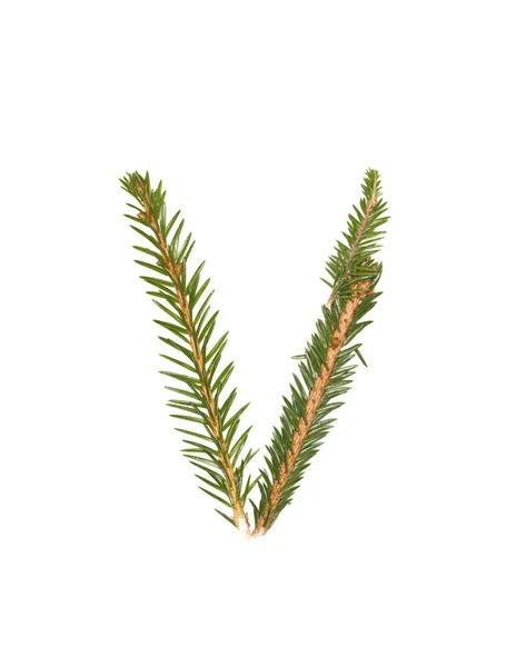 Spruce twigs 'V' — Φωτογραφία Αρχείου