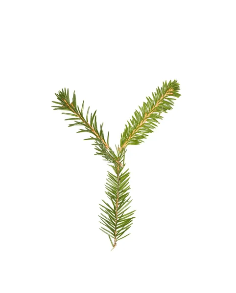 Spruce twigs 'Y' — 图库照片