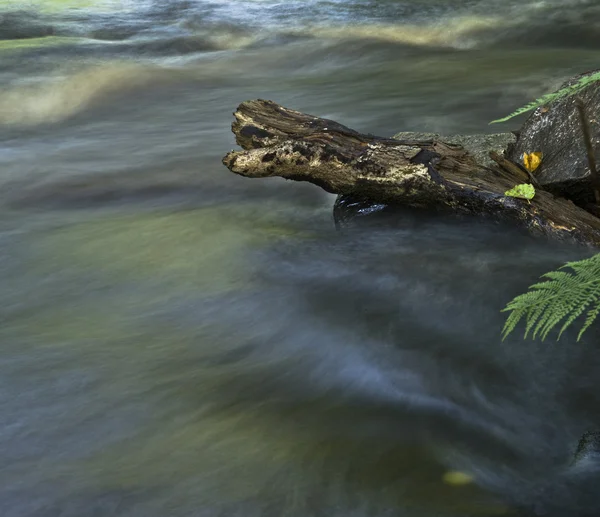 stock image Log in water