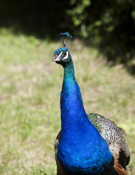 stock image Peacock