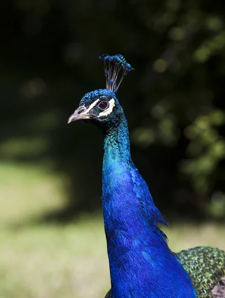 stock image Peacock