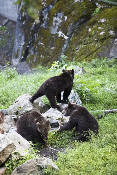 stock image Bears