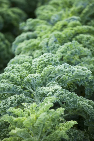 Greencabbage — Stock Photo, Image