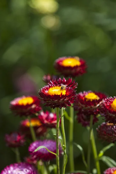 stock image Flowers