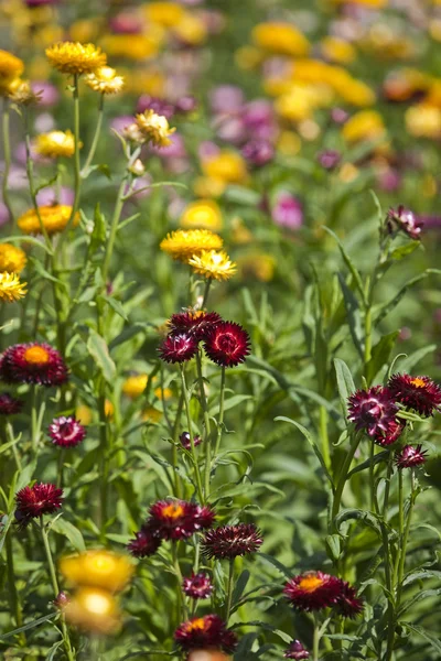 Stock image Flowers