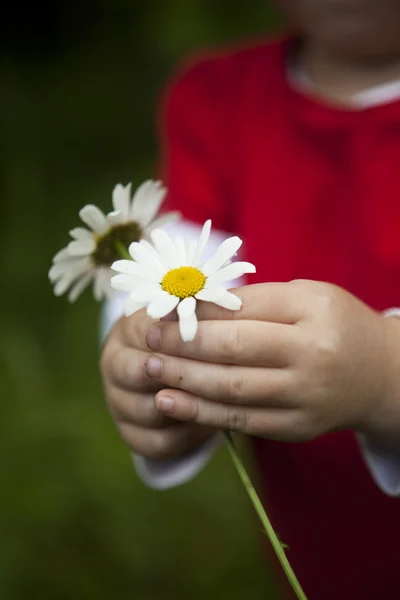 Holding daisys — Stock Photo, Image