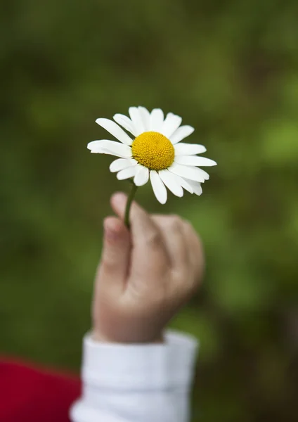 Hand with a Daisy — Stock Photo, Image